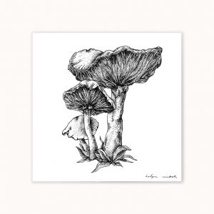 Làmina-Boletes Helga Ambak